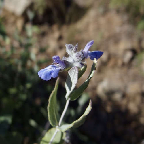 Image of Salvia parryi by (c) Sue Carnahan, some rights reserved (CC BY)