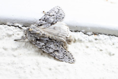 Andropolia aedon