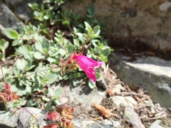 Penstemon rupicola