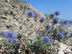 Echinops ritro ruthenicus