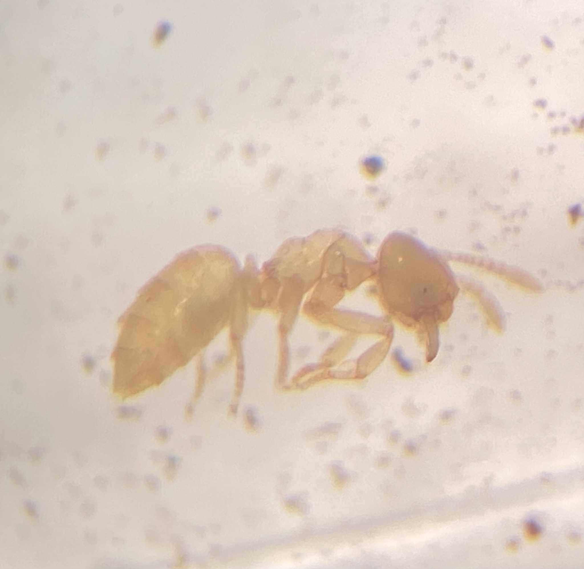 Acropyga exsanguis