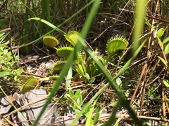 Dionaea muscipula