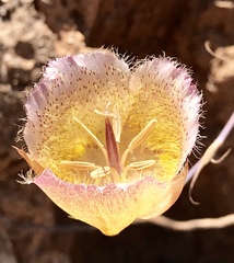Calochortus weedii intermedius