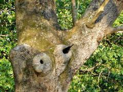 Notopholia corusca corusca