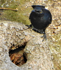 Notopholia corusca corusca