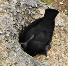 Notopholia corusca corusca