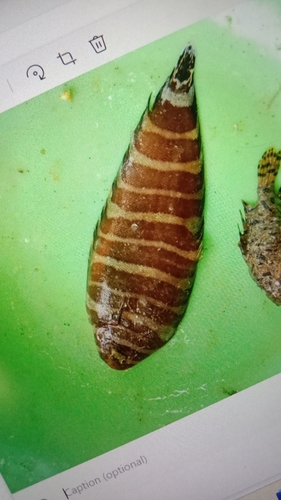 Quagga sole (Zebrias quagga) — Soleidae