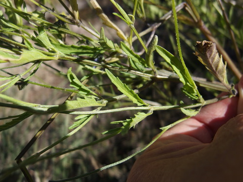 Image of Salvia subincisa by (c) Sue Carnahan, some rights reserved (CC BY)