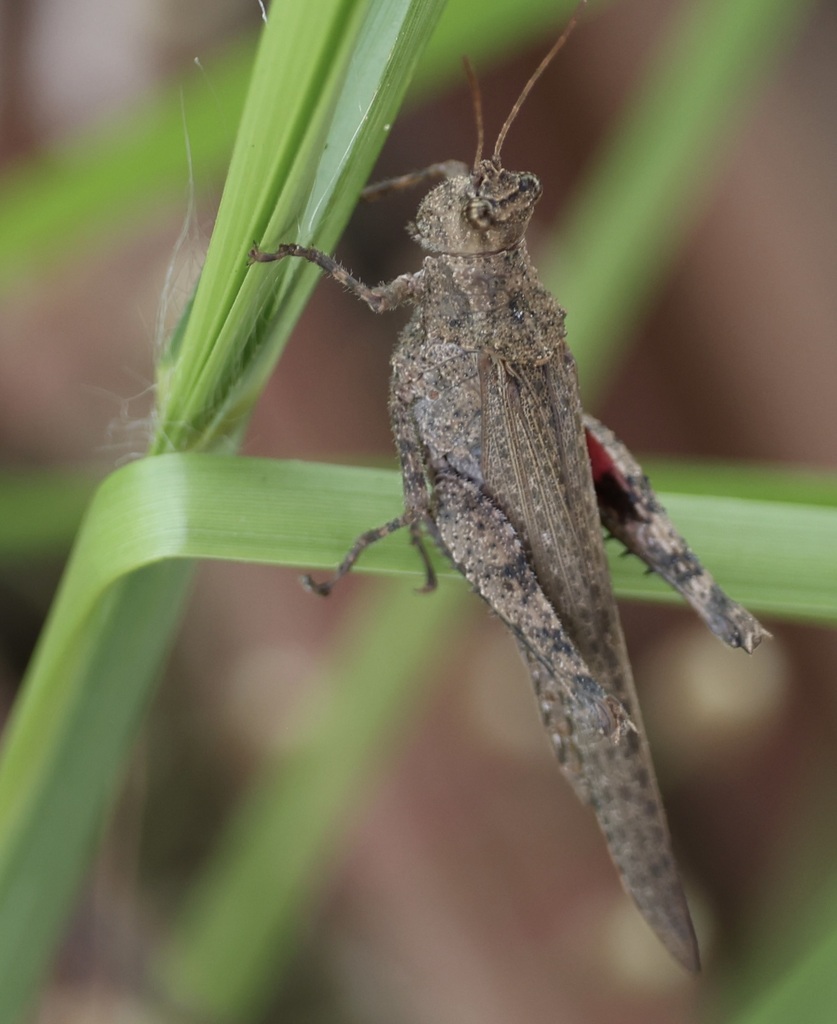 Ommexecha apolinari