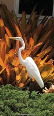 Ardea alba