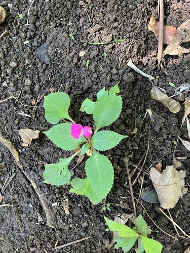 Impatiens balsamina observed 2024-11-21