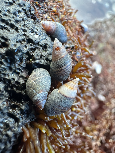 Dwarf Pacific Planaxis