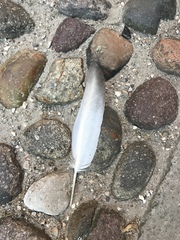 Columba livia domestica