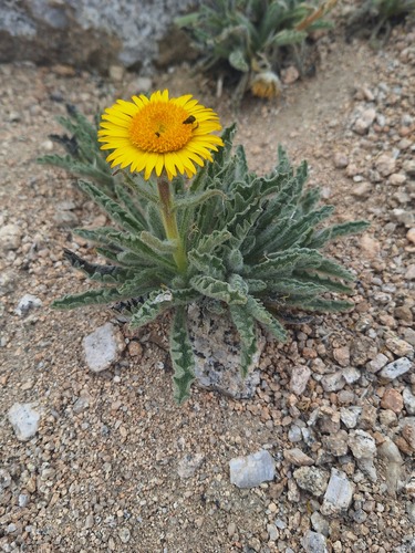 Hulsea algida A.Gray