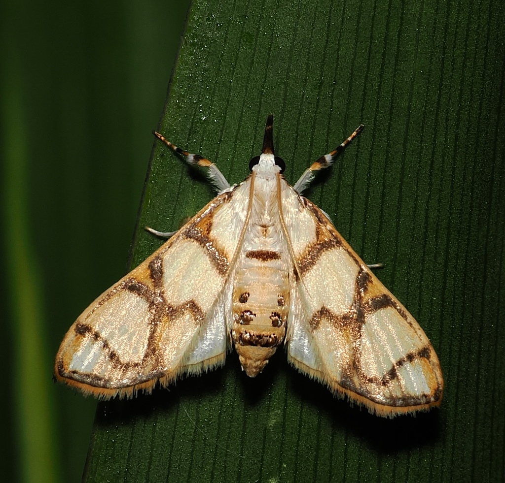 Cirrhochrista caconalis (Cirrhochrista caconalis)