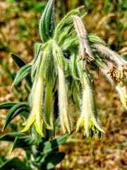 Lithospermum macromeria