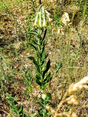 Lithospermum macromeria