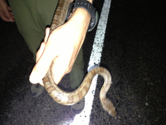 Pantherophis bairdi