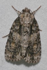 Acronicta ovata