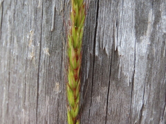 Elymus glaucus glaucus