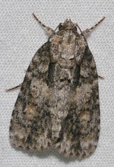 Acronicta ovata