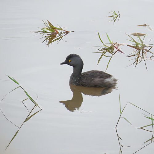 Least Grebe