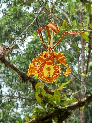 Orquídea-borboleta