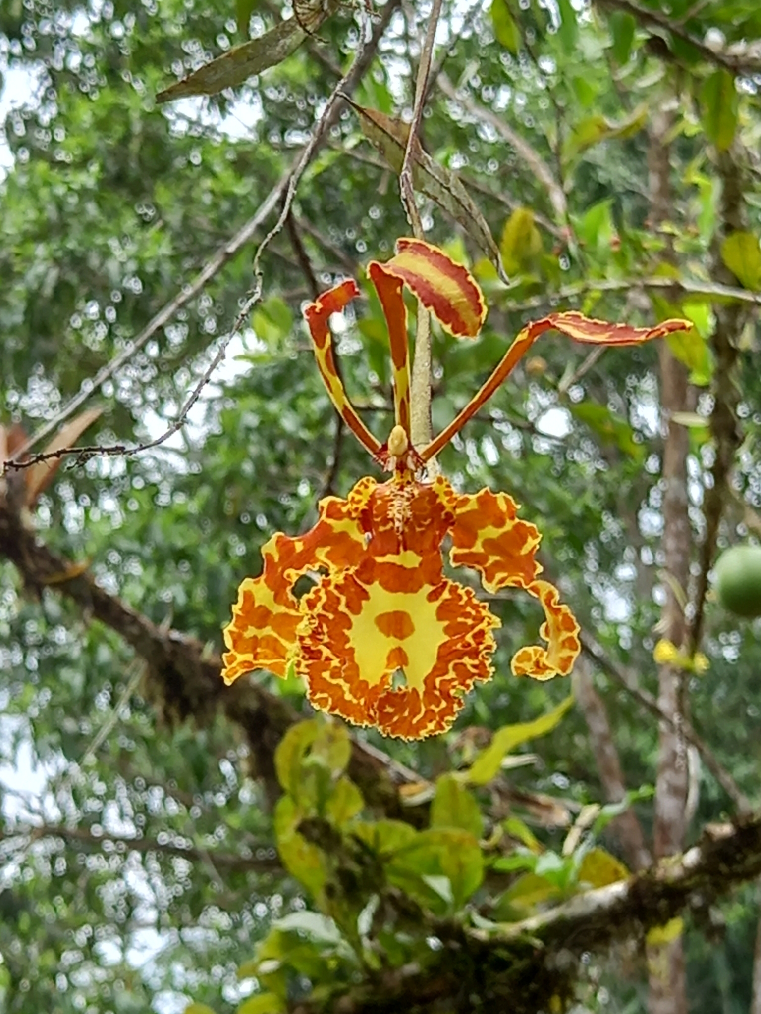 Imagem de Orquídea-borboleta