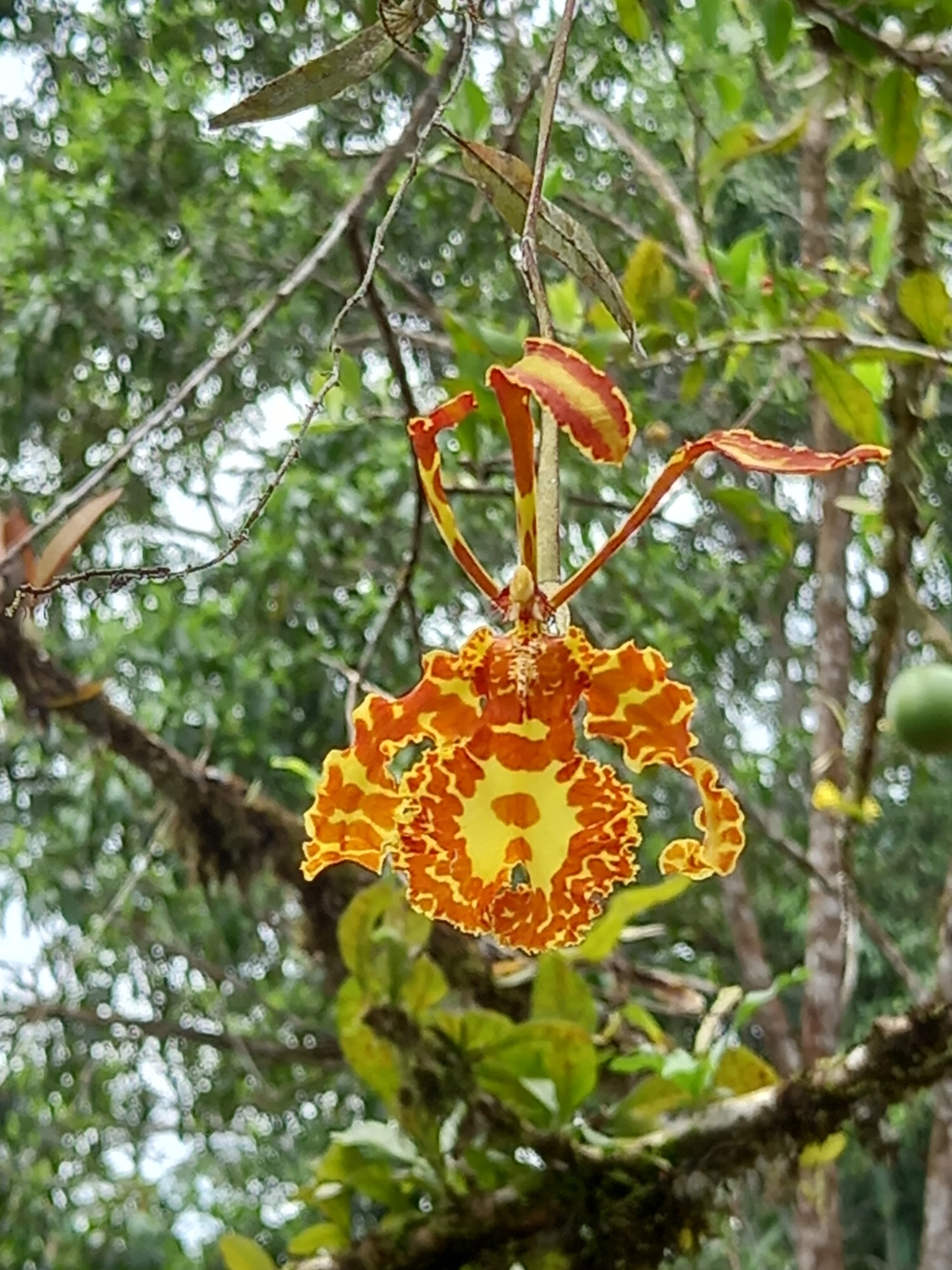 Imagem de Orquídea-borboleta