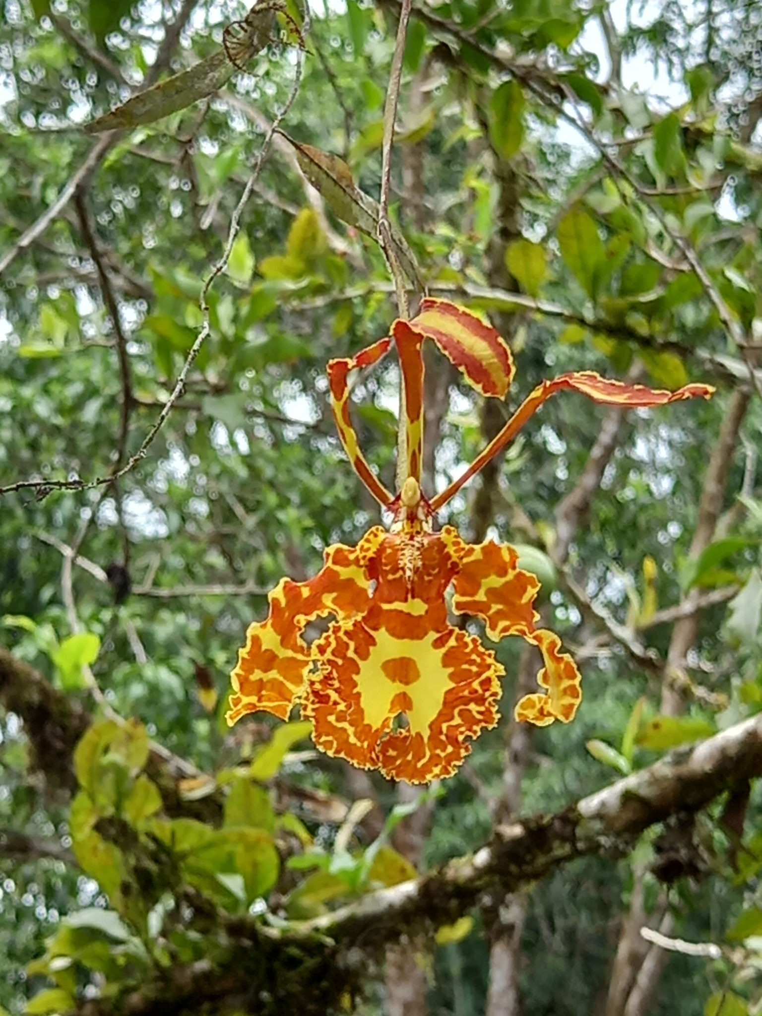 Imagem de Orquídea-borboleta