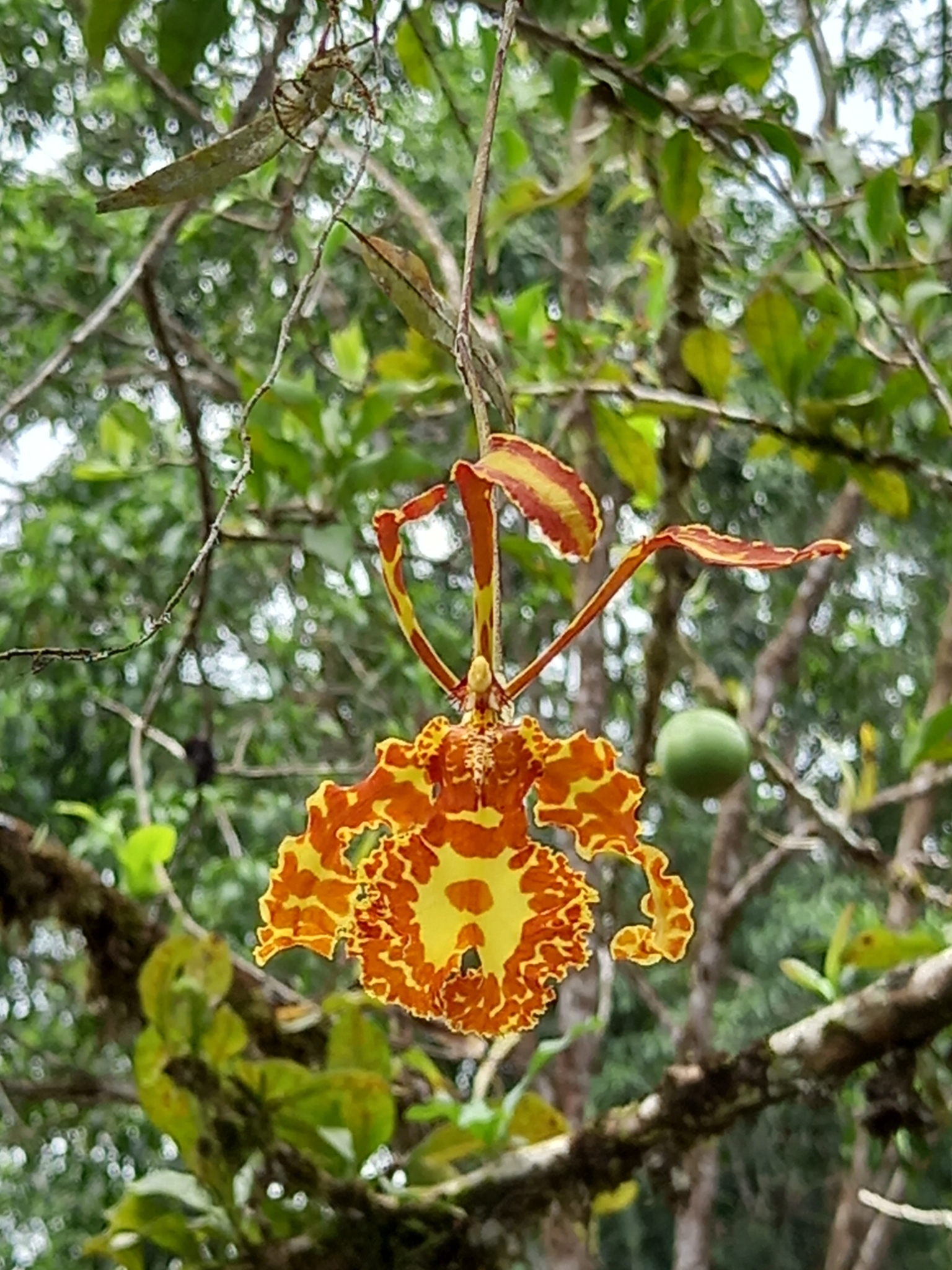 Imagem de Orquídea-borboleta
