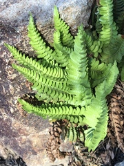 Polystichum scopulinum