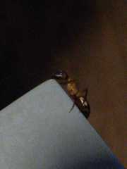 Camponotus substitutus