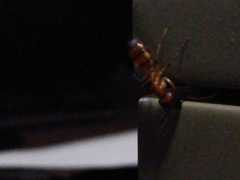 Camponotus substitutus