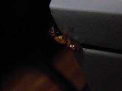 Camponotus substitutus