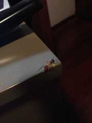 Camponotus substitutus