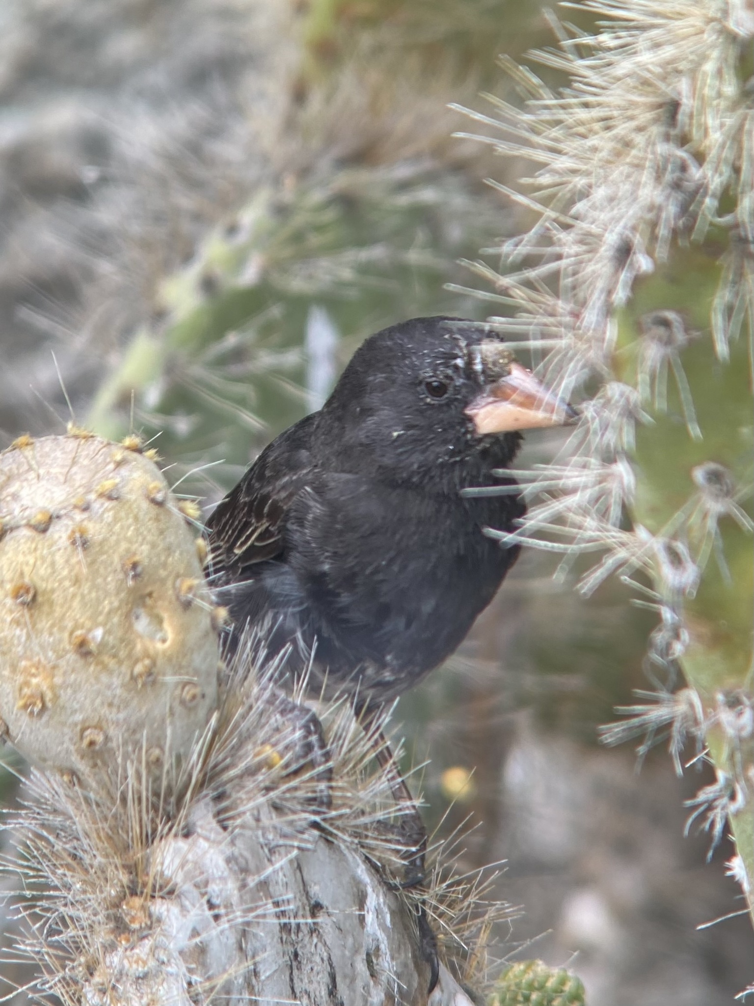 Genovesa Cactus Finch (Geospiza propinqua), photo 7
