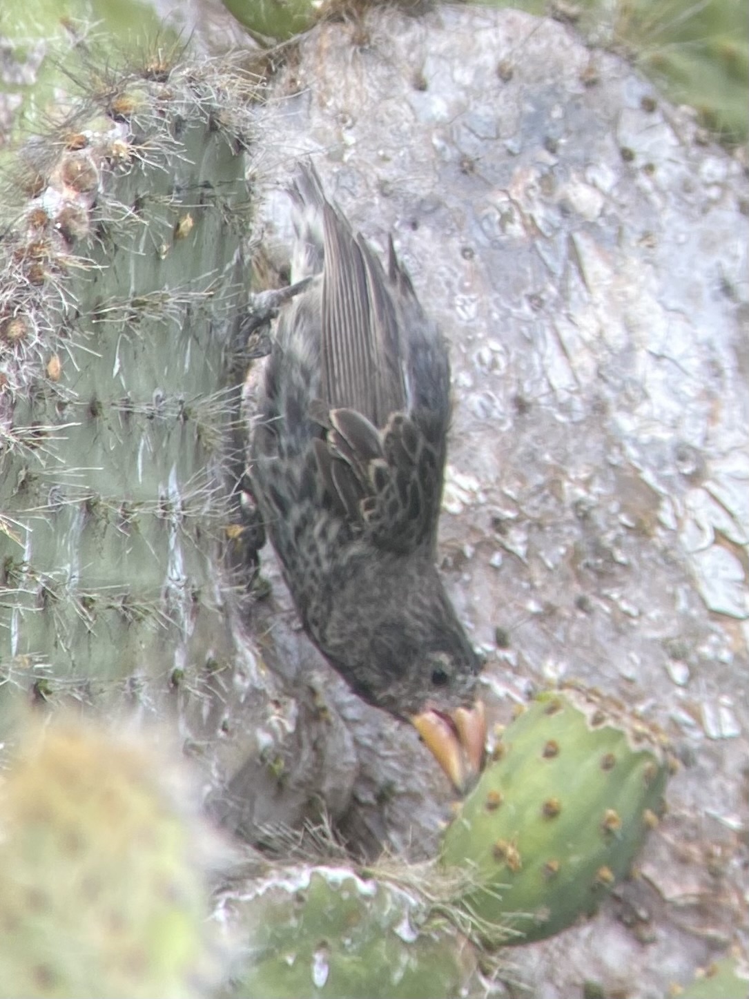 Genovesa Cactus Finch (Geospiza propinqua), photo 8