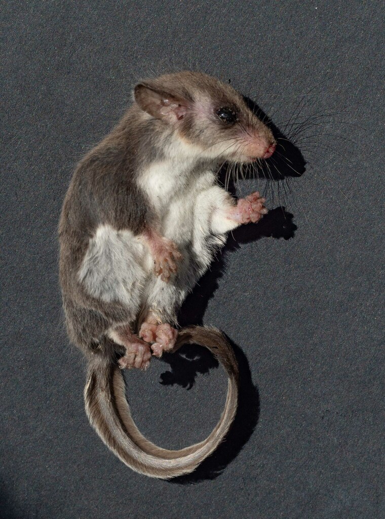 Broad-Toed Feather-Tailed Glider