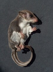 Broad-Toed Feather-Tailed Glider photo 1