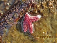 Asteriidae