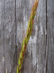 Elymus glaucus glaucus