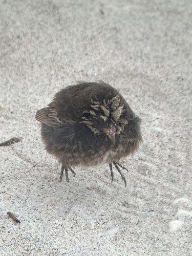 Genovesa Ground Finch (Geospiza acutirostris), photo 8