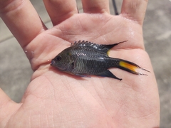 Freshwater Damselfish photo 2