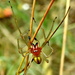 Long-legged Sac Spiders - Photo (c) Tamsin Carlisle, some rights reserved (CC BY-NC-SA)