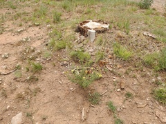 Heterotheca sierrablancensis