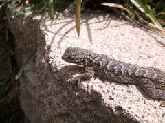 Sceloporus occidentalis longipes