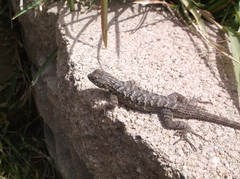 Sceloporus occidentalis longipes
