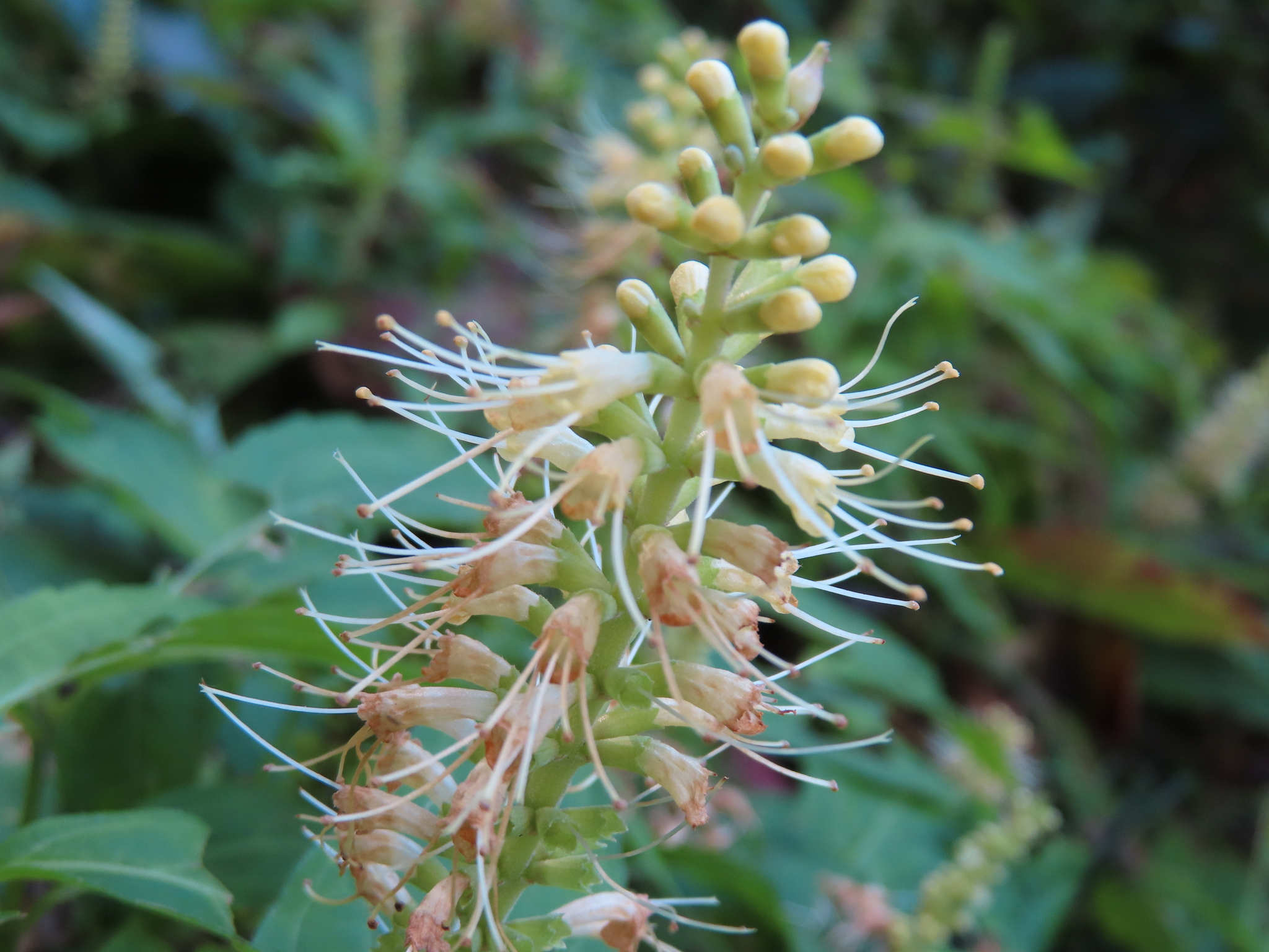 Japanese Shrub Mint (Comanthosphace japonica)
