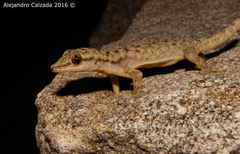 Phyllodactylus tuberculosus